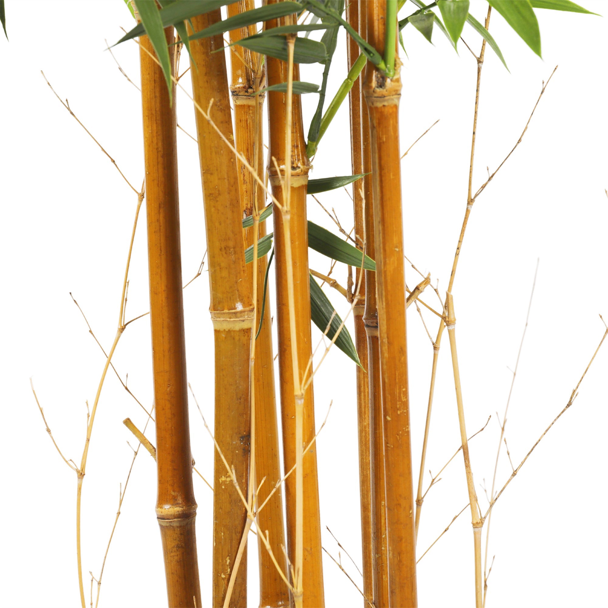 Bamboo 60 cm