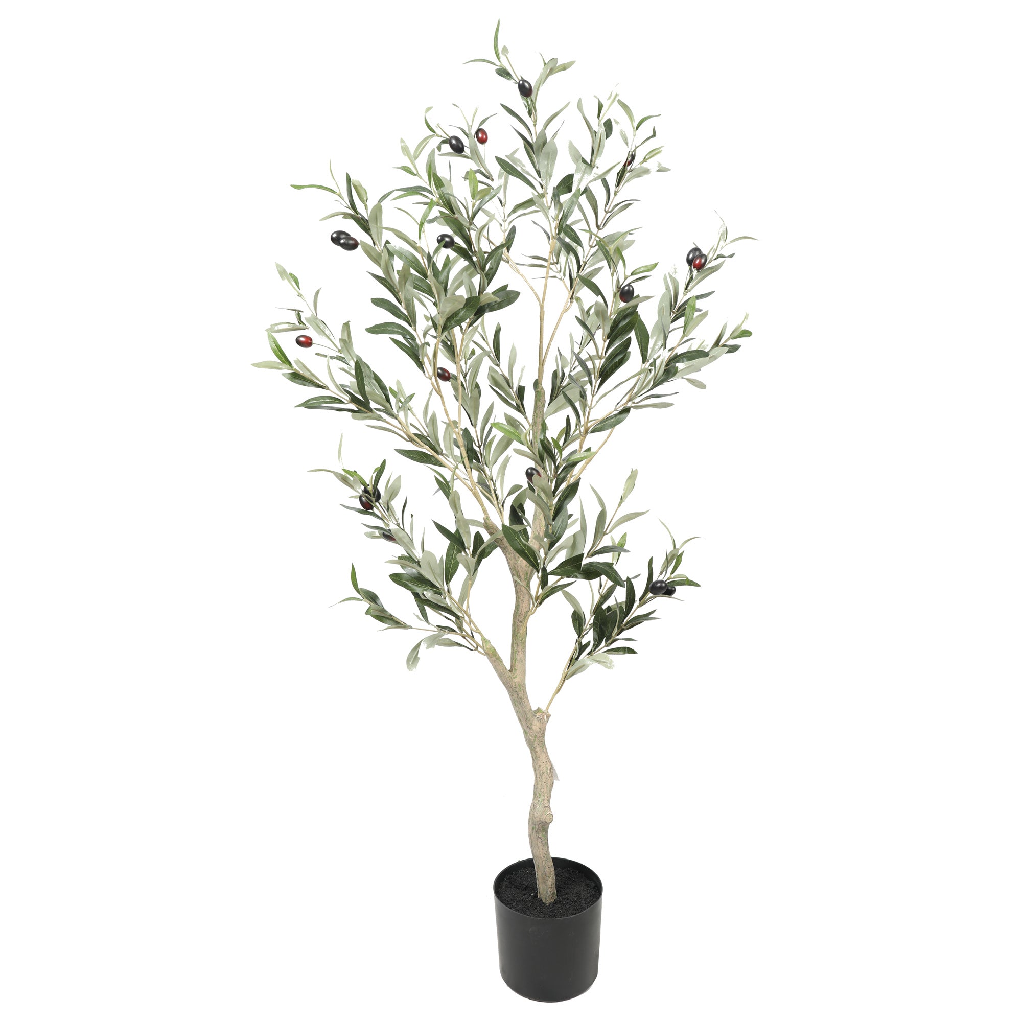 Oliventræ, 120 cm