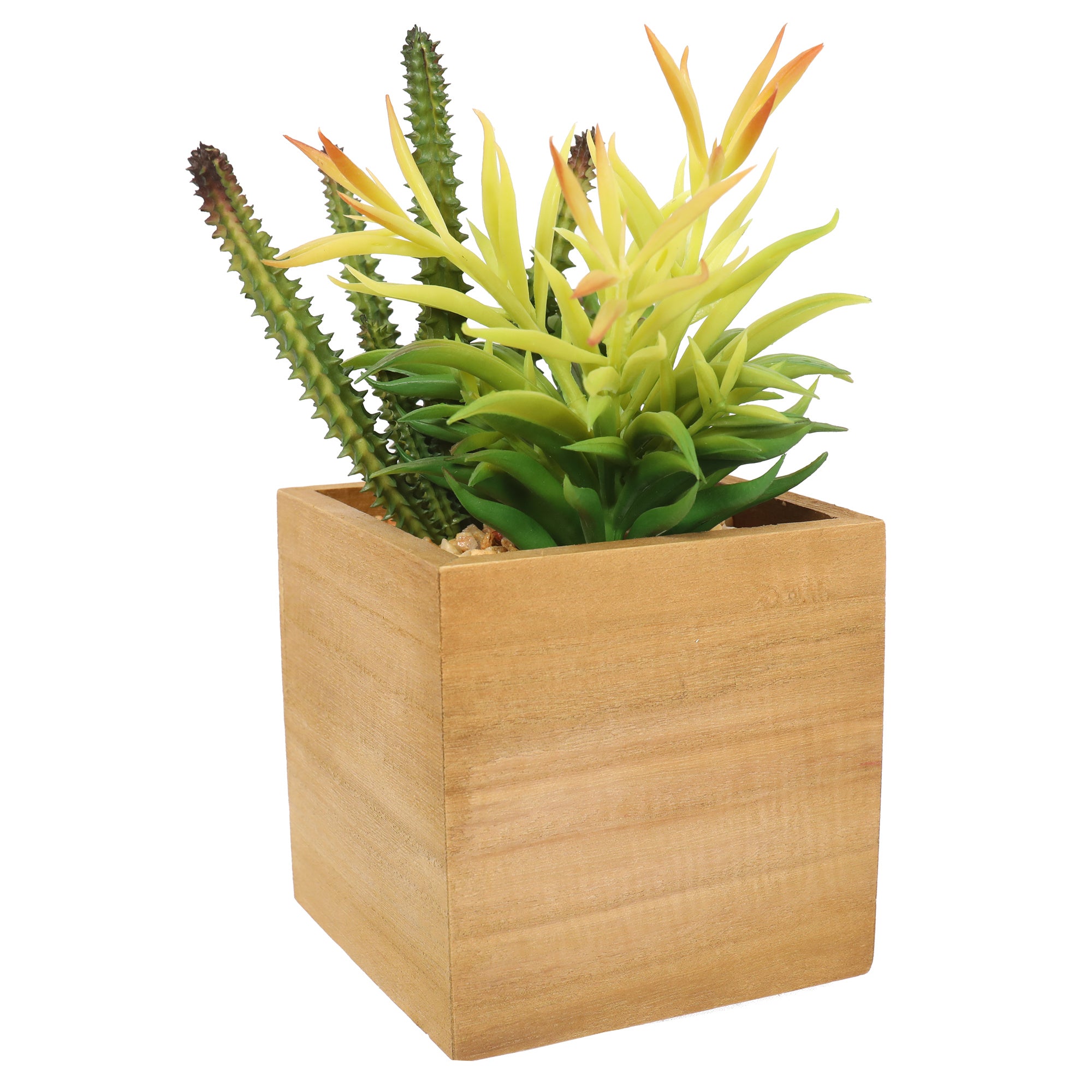 Simple Succulent plant in a wooden box