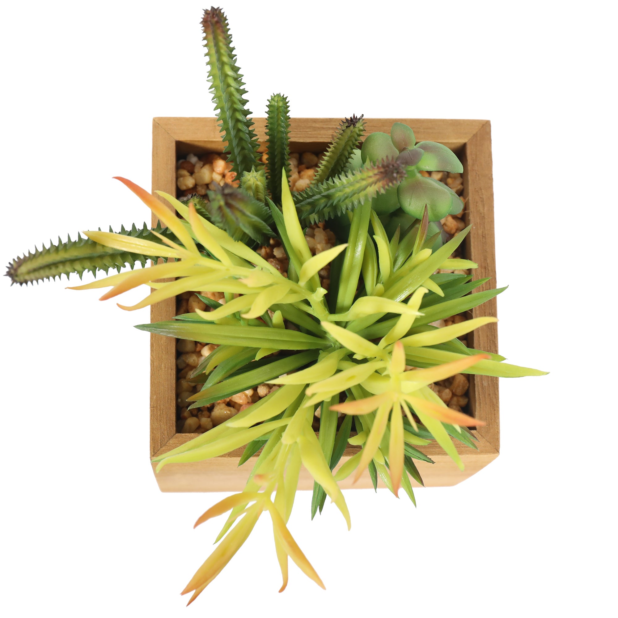Simple Succulent plant in a wooden box