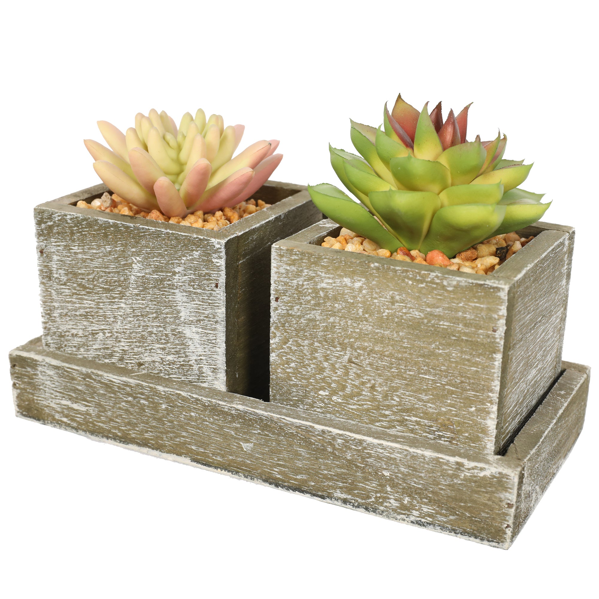 Double Succulent plant in wooden box