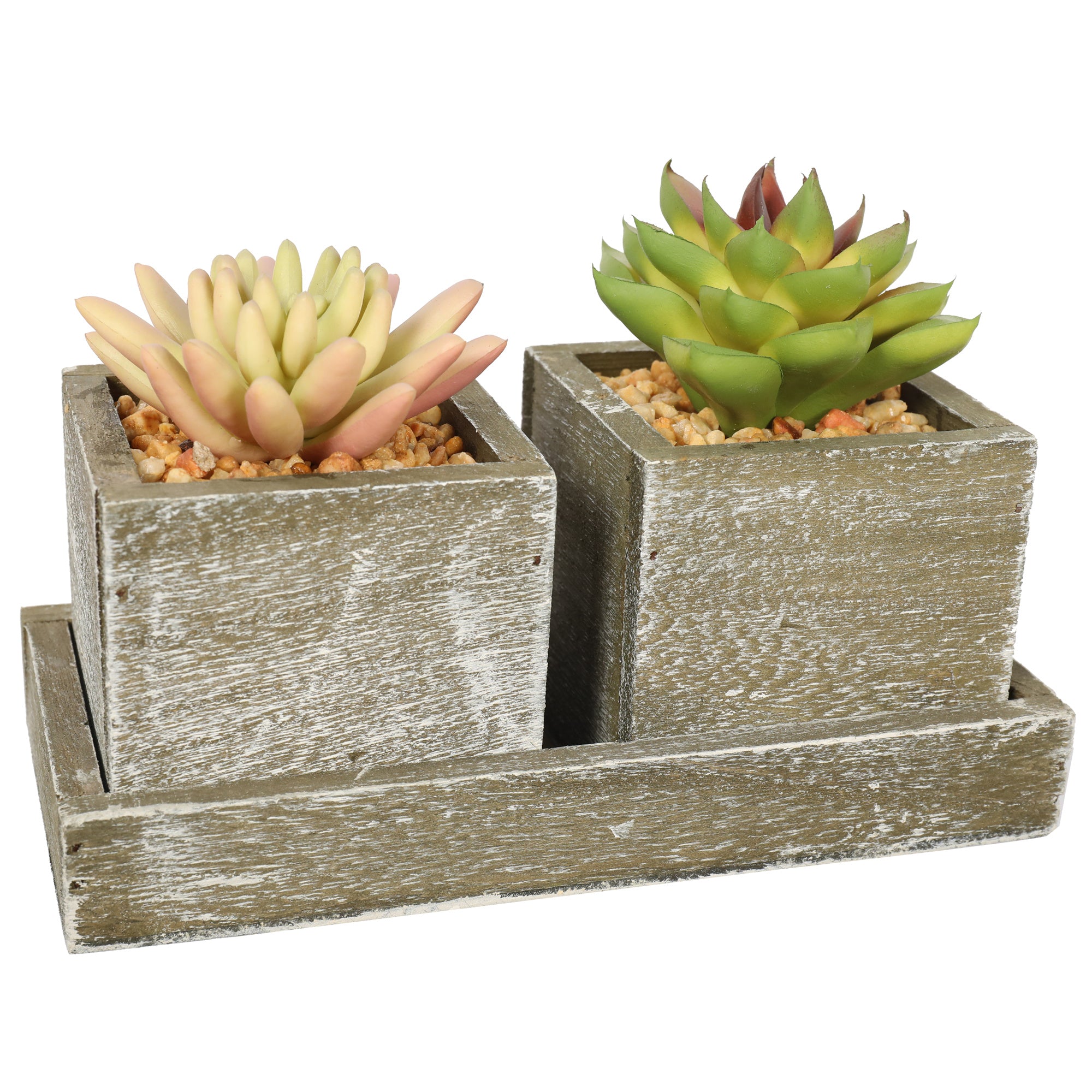 Double Succulent plant in wooden box