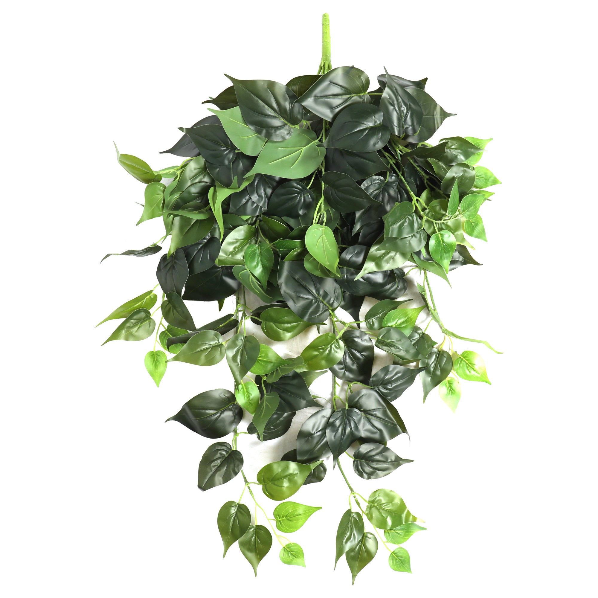 Heart hanging plant green