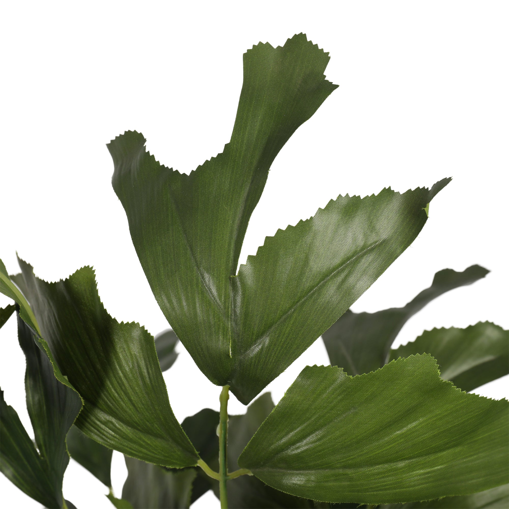 Fishtail palm