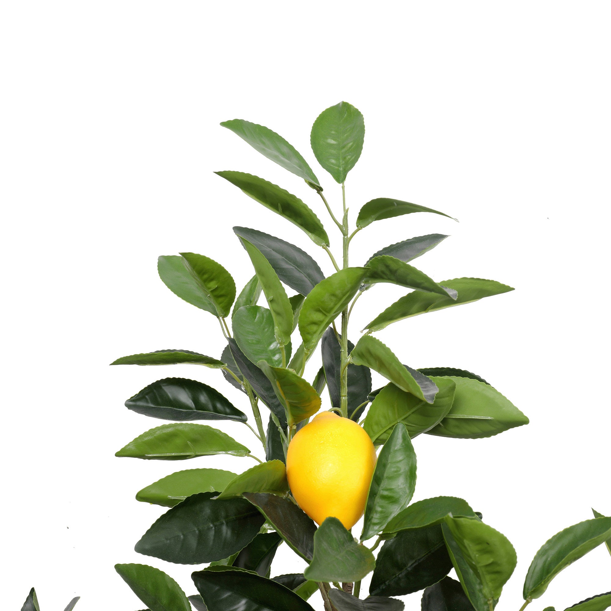 Lemon tree 90 cm