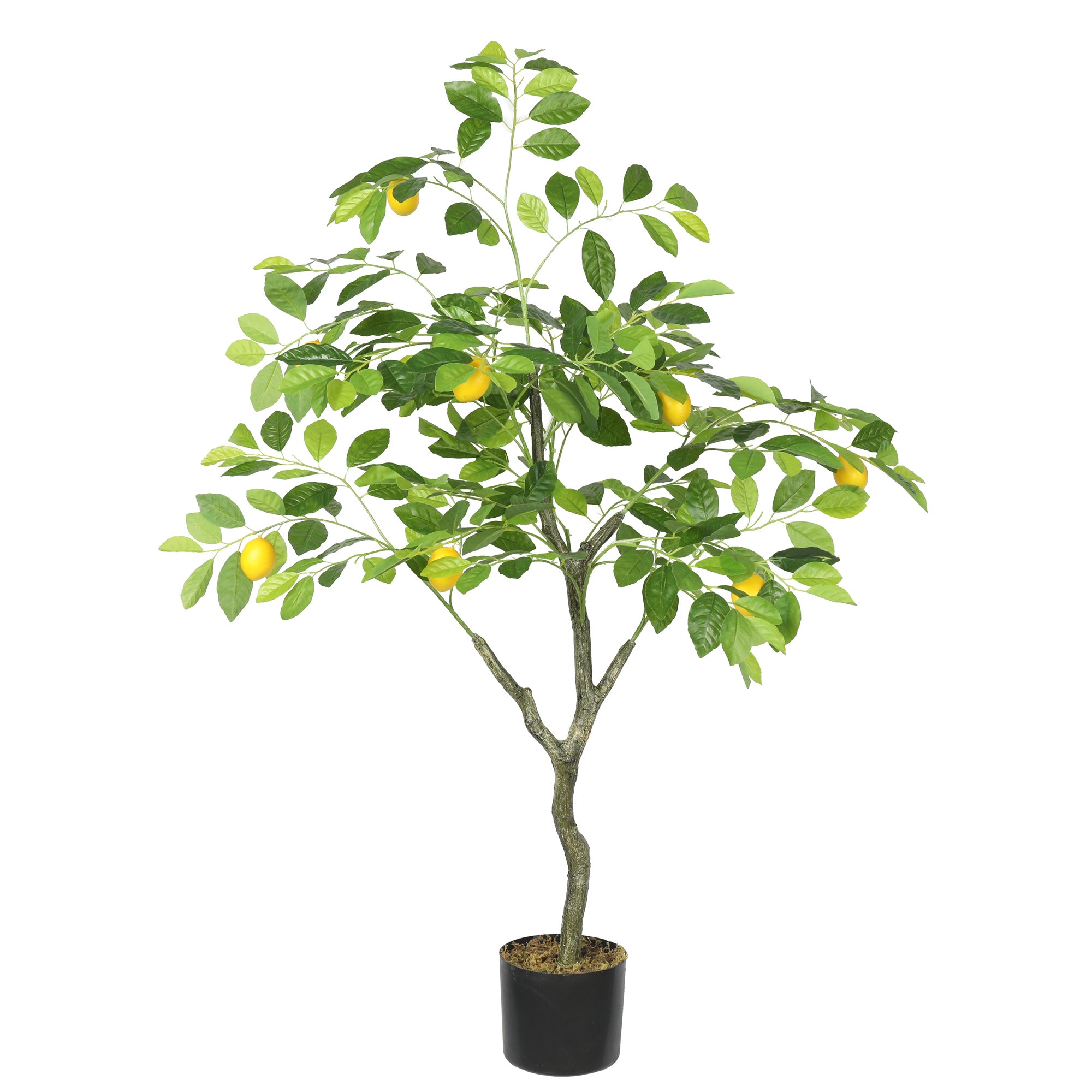 Lemon tree 120 cm
