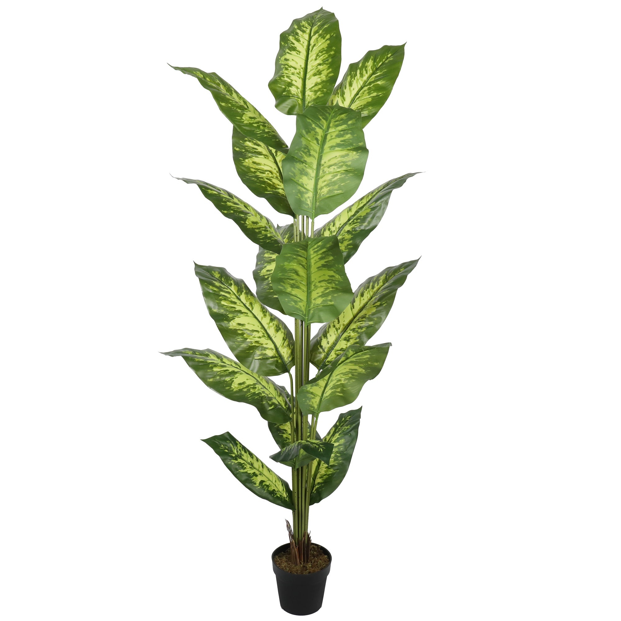 Stedsegrøn plante, 200 cm