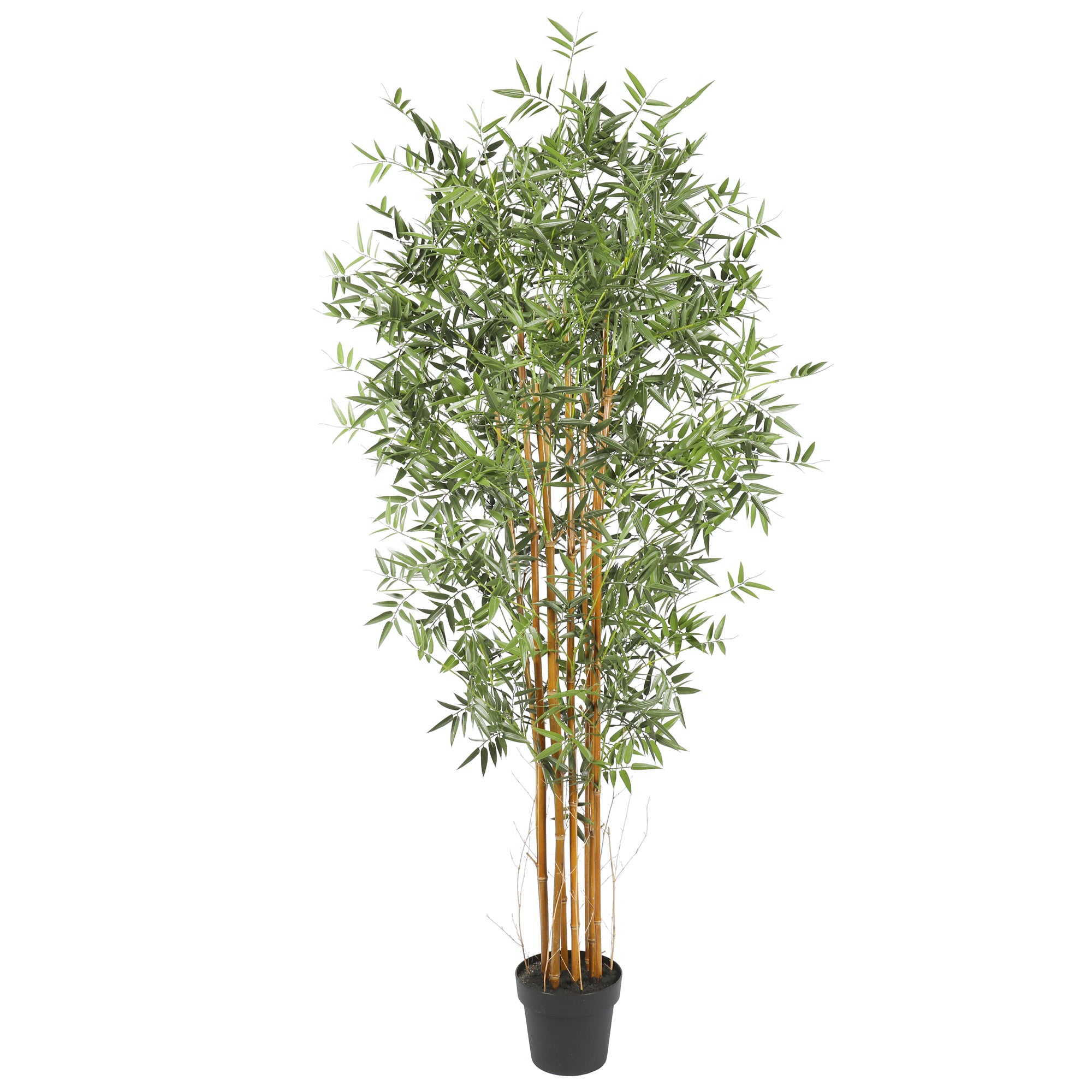 Bamboo 180 cm