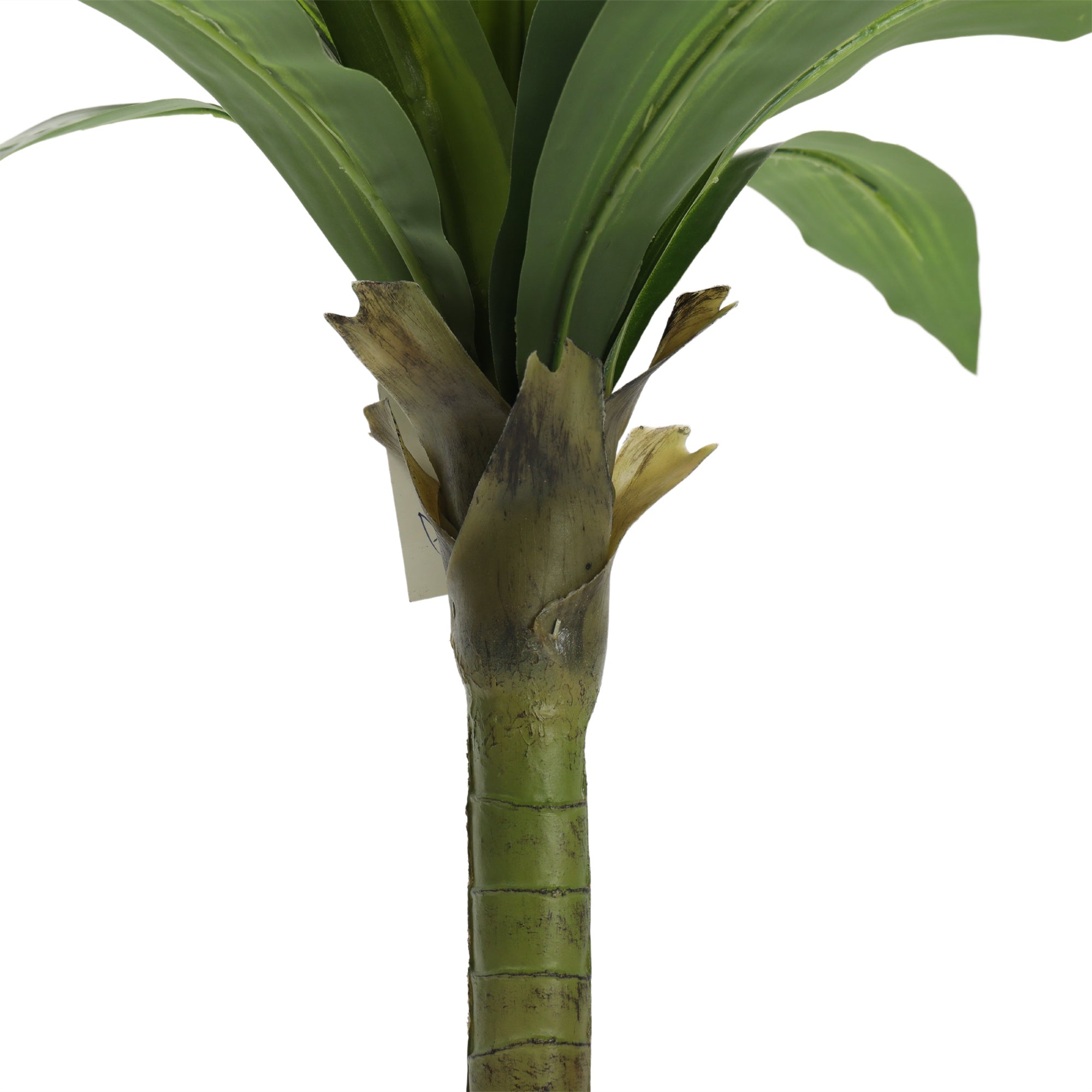Dracaena palm
