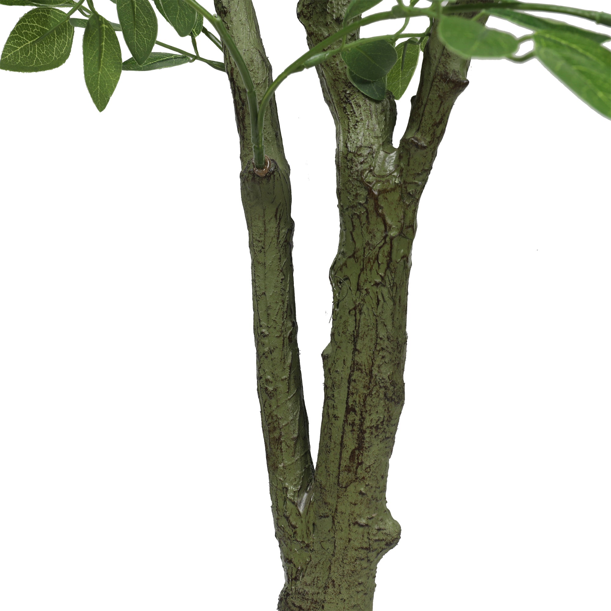 <tc>Locust tree 150 cm</tc>