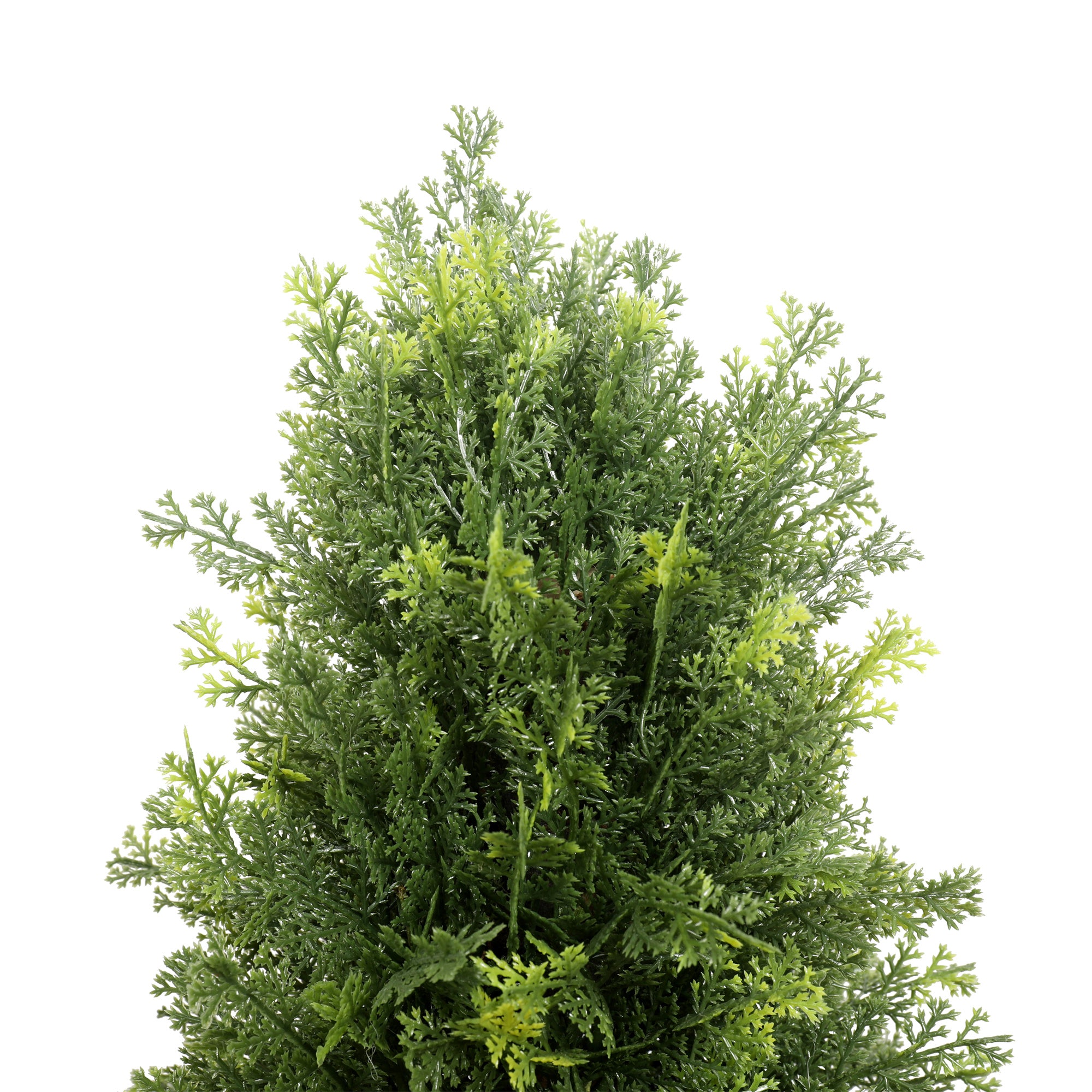 Cypresstræ, 150 cm